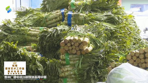 豬肉價(jià)連跌瘦肉每斤28元 本地蔬菜大量上市價(jià)格走低